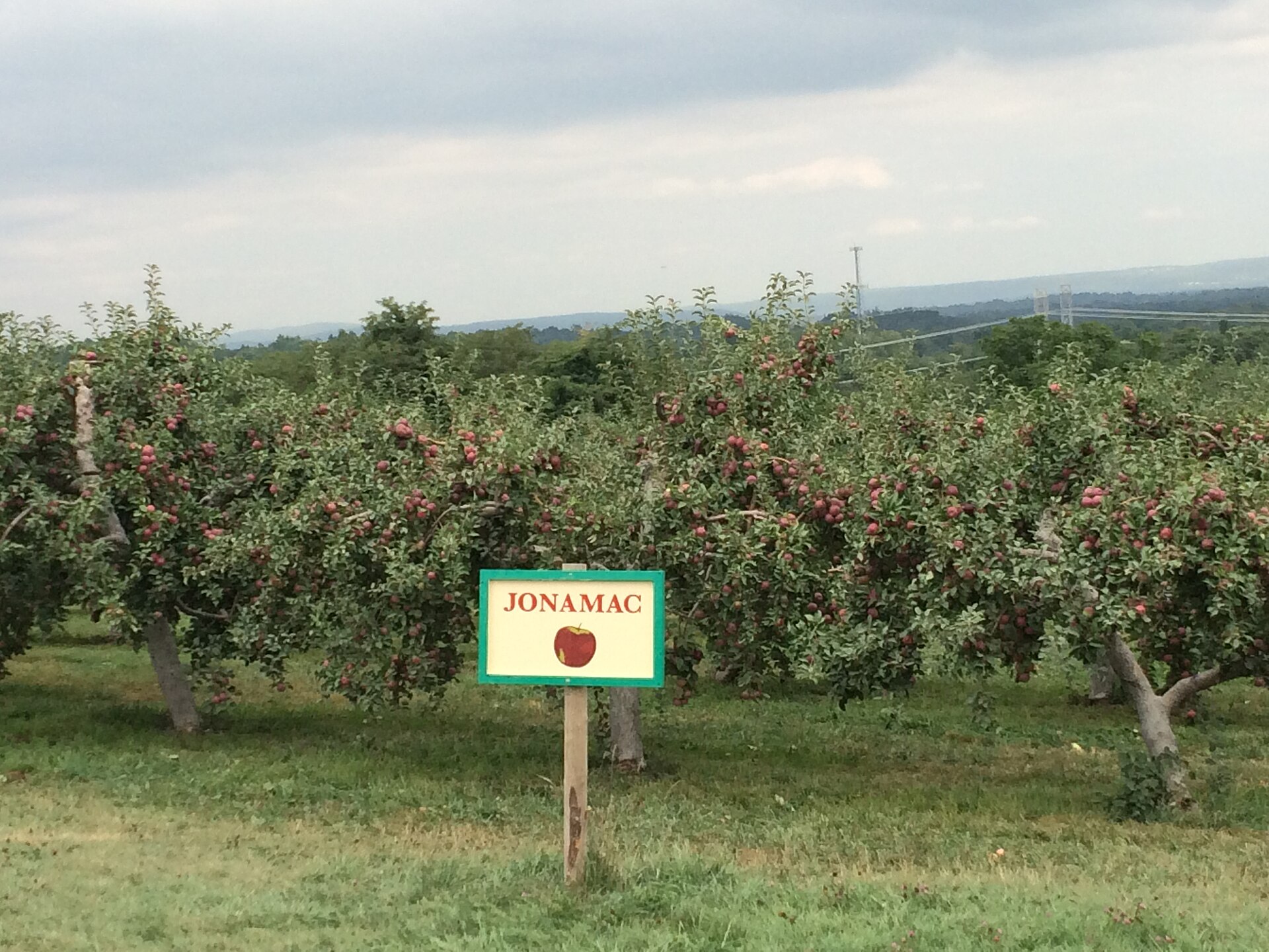 An orchard in the Hudson Valley in early autumn