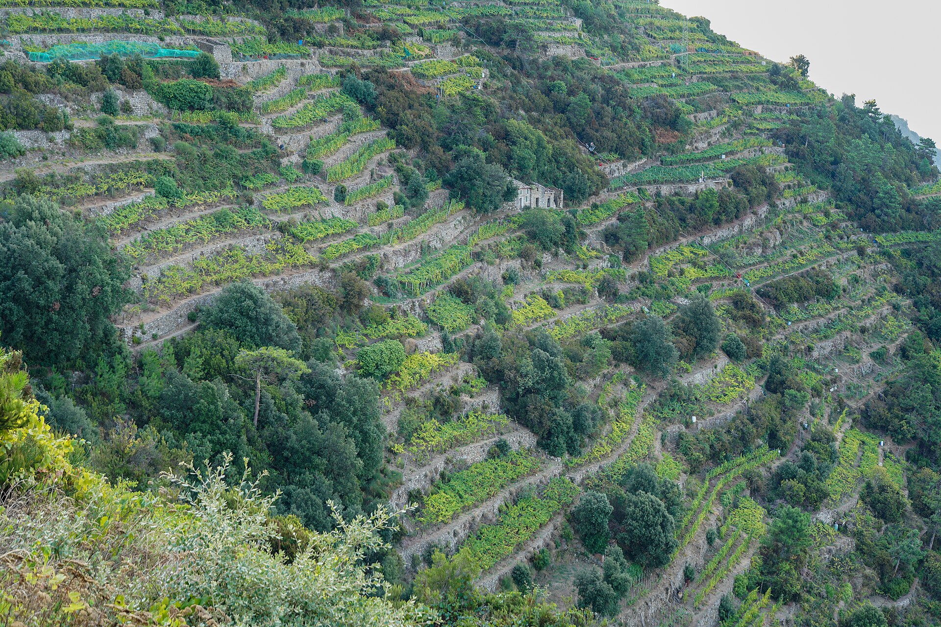 Terraced ridges above the Cinque Terre coast in Liguria